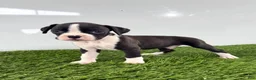 Boxer dogs for sale: Mylo - Ad 1