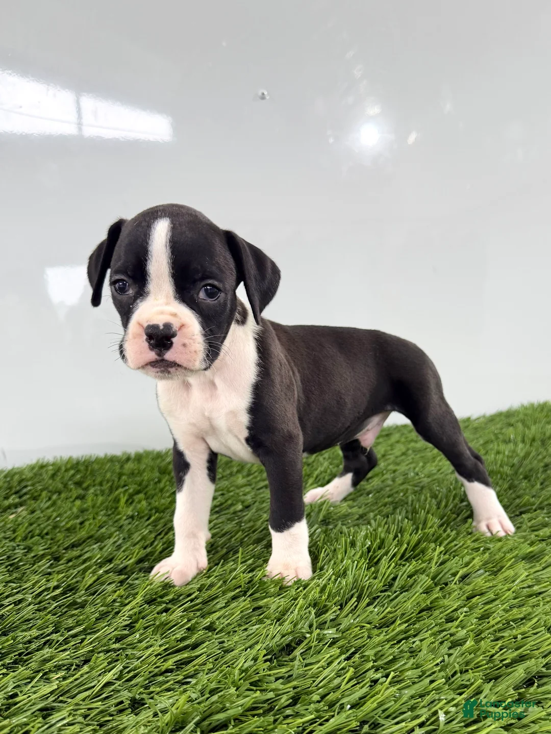 Boxer dogs for sale: Mylo - Ad 1