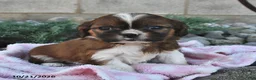 Mixed Breed dogs for sale: Bella   - Ad 3