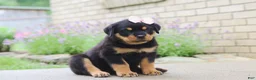 Rottweiler dogs for sale: Dollie - Ad 7