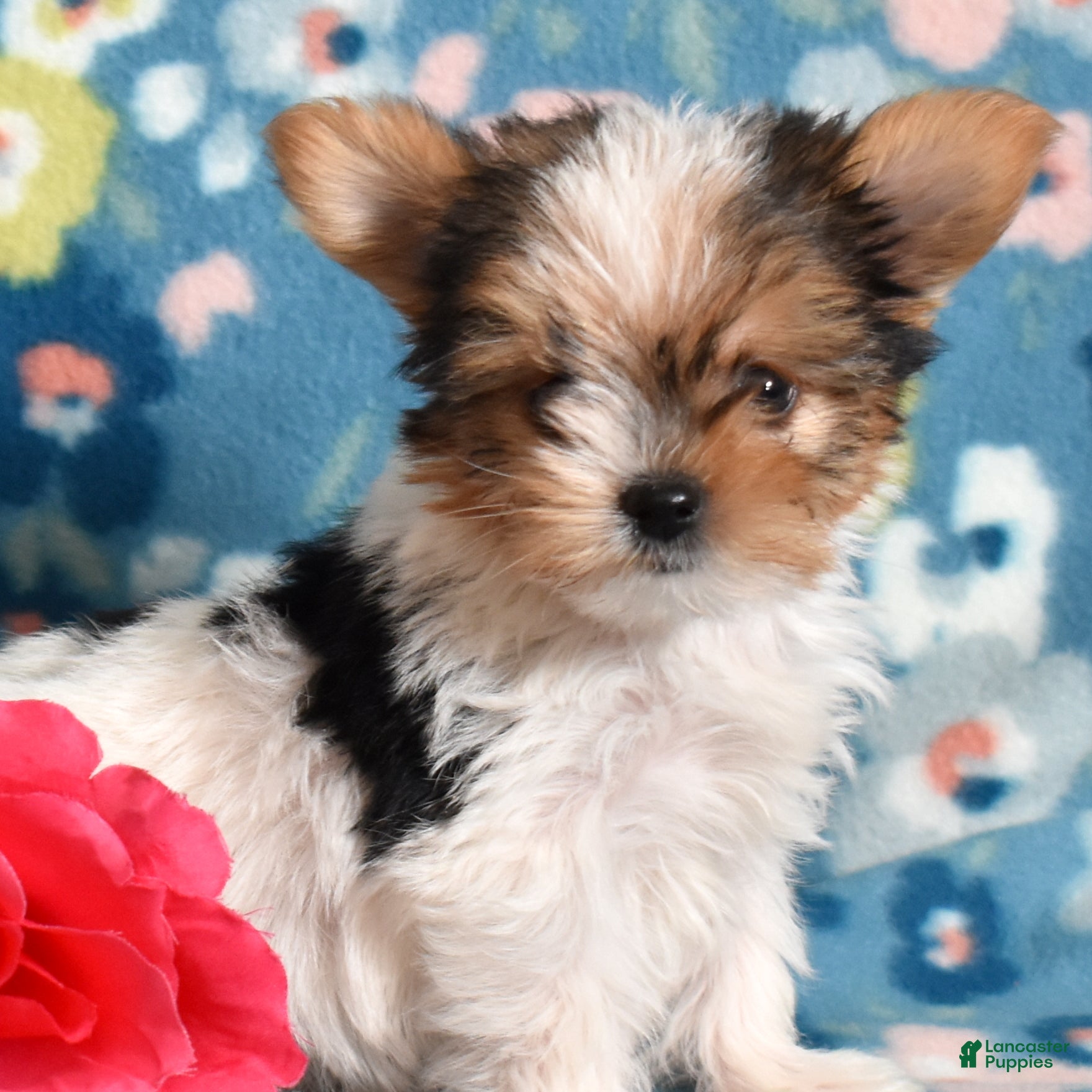 Yorkshire Terrier dogs Ginger - Ad 2