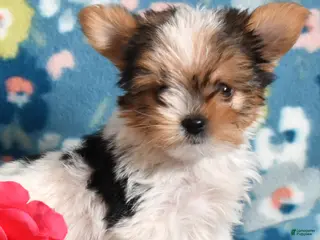 Yorkshire Terrier dogs Ginger - Ad 2