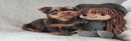 Yorkshire Terrier dogs for sale: Gabby  - Ad 3