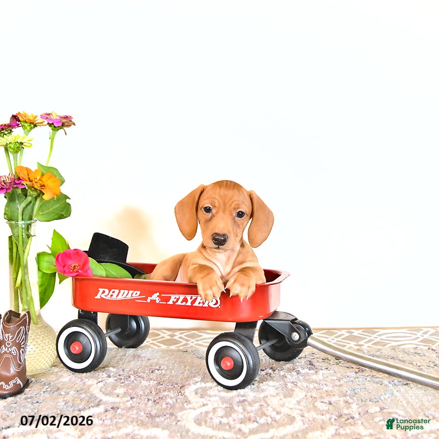 Miniature Dachshund dogs Casey - Ad 2