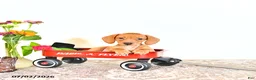 Miniature Dachshund dogs for sale: Casey - Ad 2