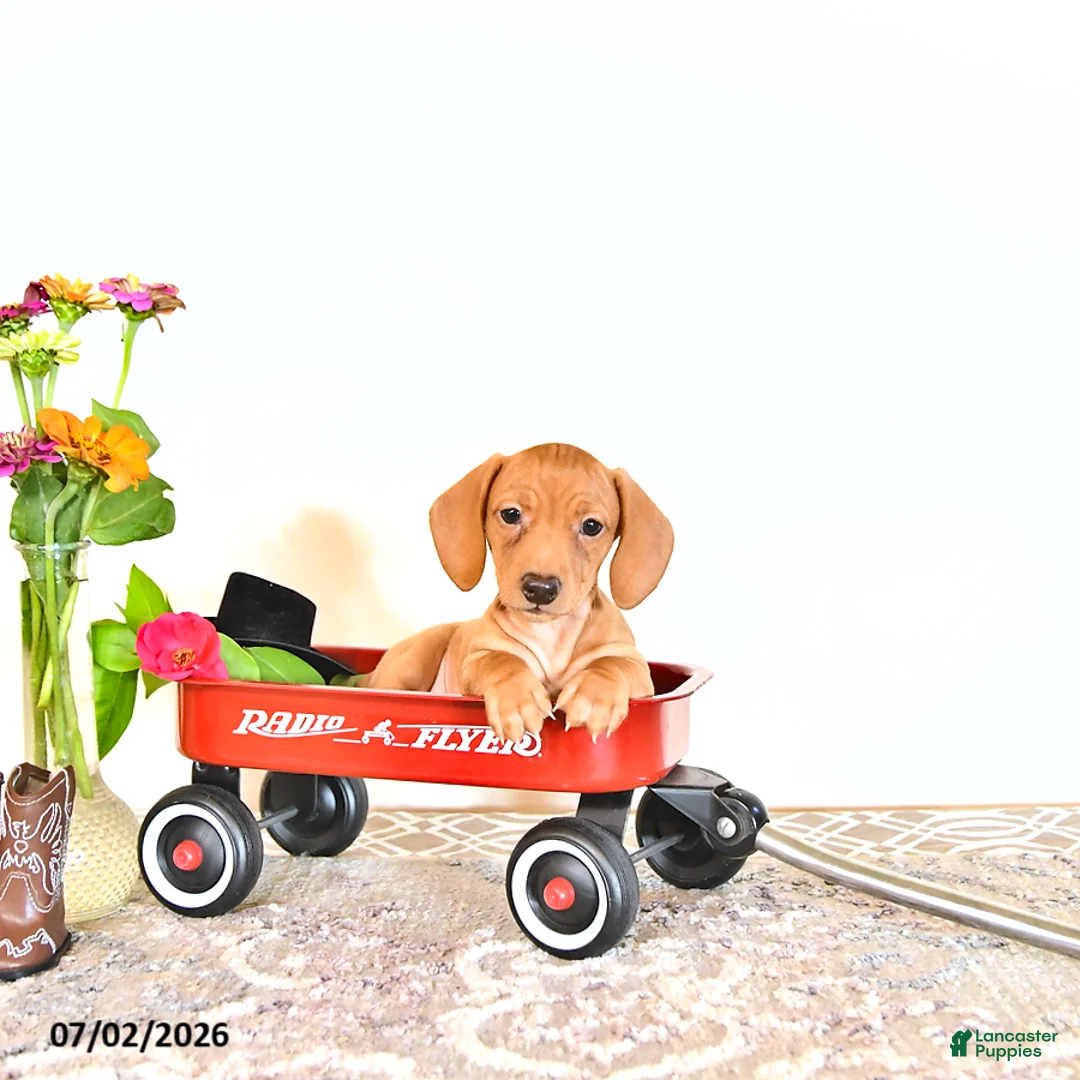 Miniature Dachshund dogs for sale: Casey - Ad 2