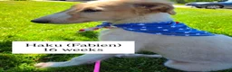 Borzoi dogs for sale: Victor - Ad 16