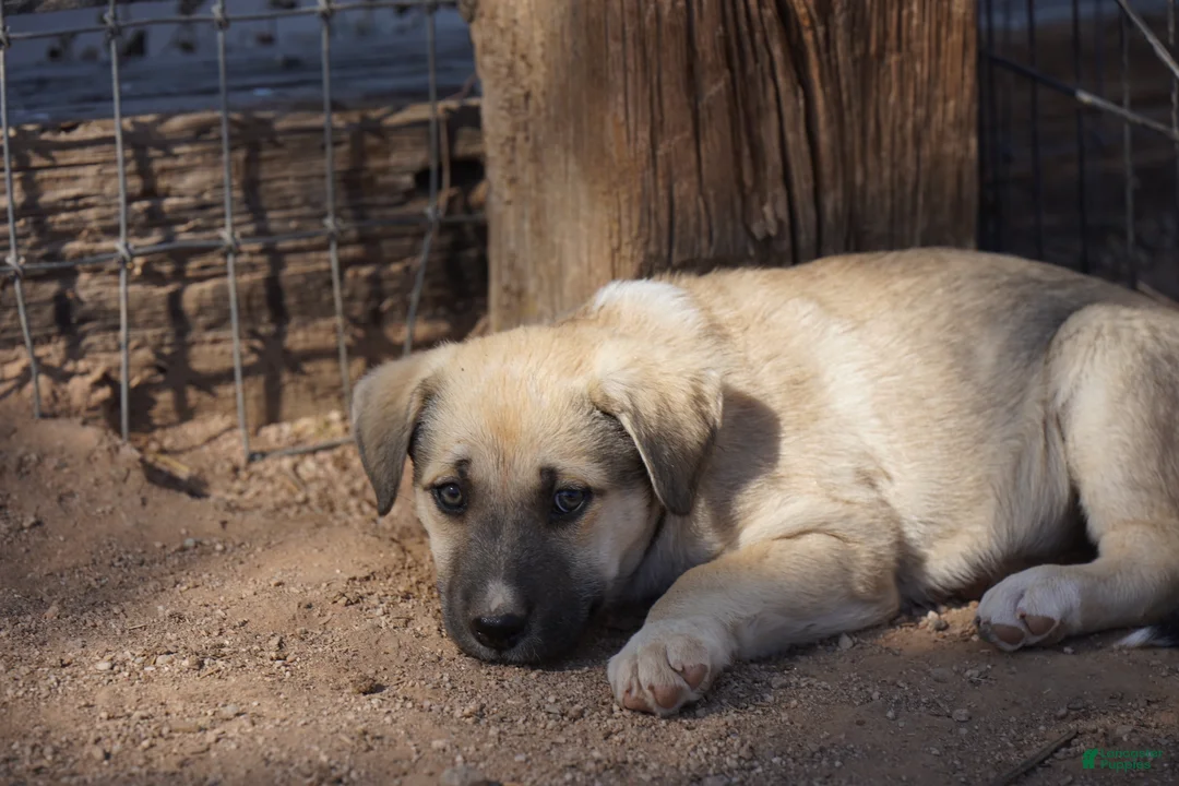 Mixed Breed dogs for sale: Bansky Blonde 3 F - Ad 2