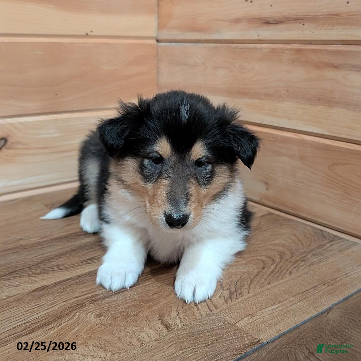 Collie dogs Tammie - Ad 2