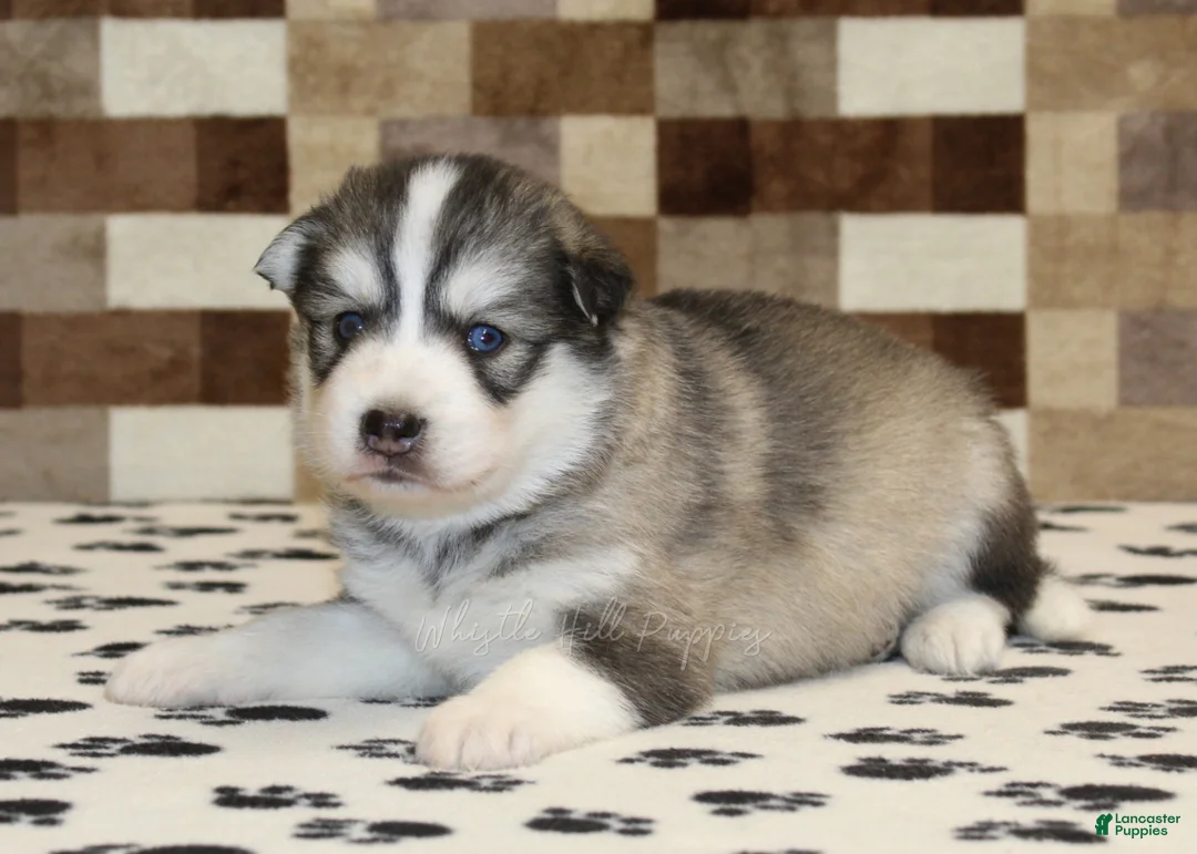 Pomsky dogs for sale: Wrigley - Ad 2