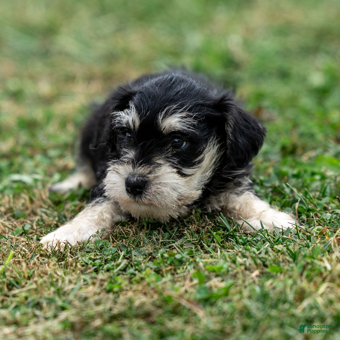 Miniature Schnauzer dogs for sale: Spencer - Ad 7