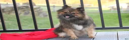 Pomeranian dogs for sale: Lola - Ad 17