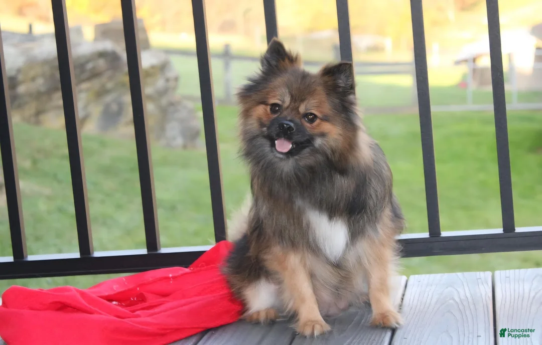 Pomeranian dogs for sale: Lola - Ad 17