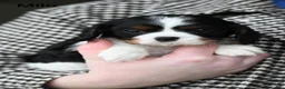 Cavalier King Charles Spaniel dogs for sale: Milo - Ad 3
