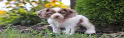 Cocker Spaniel dogs for sale: Blossom - Ad 6