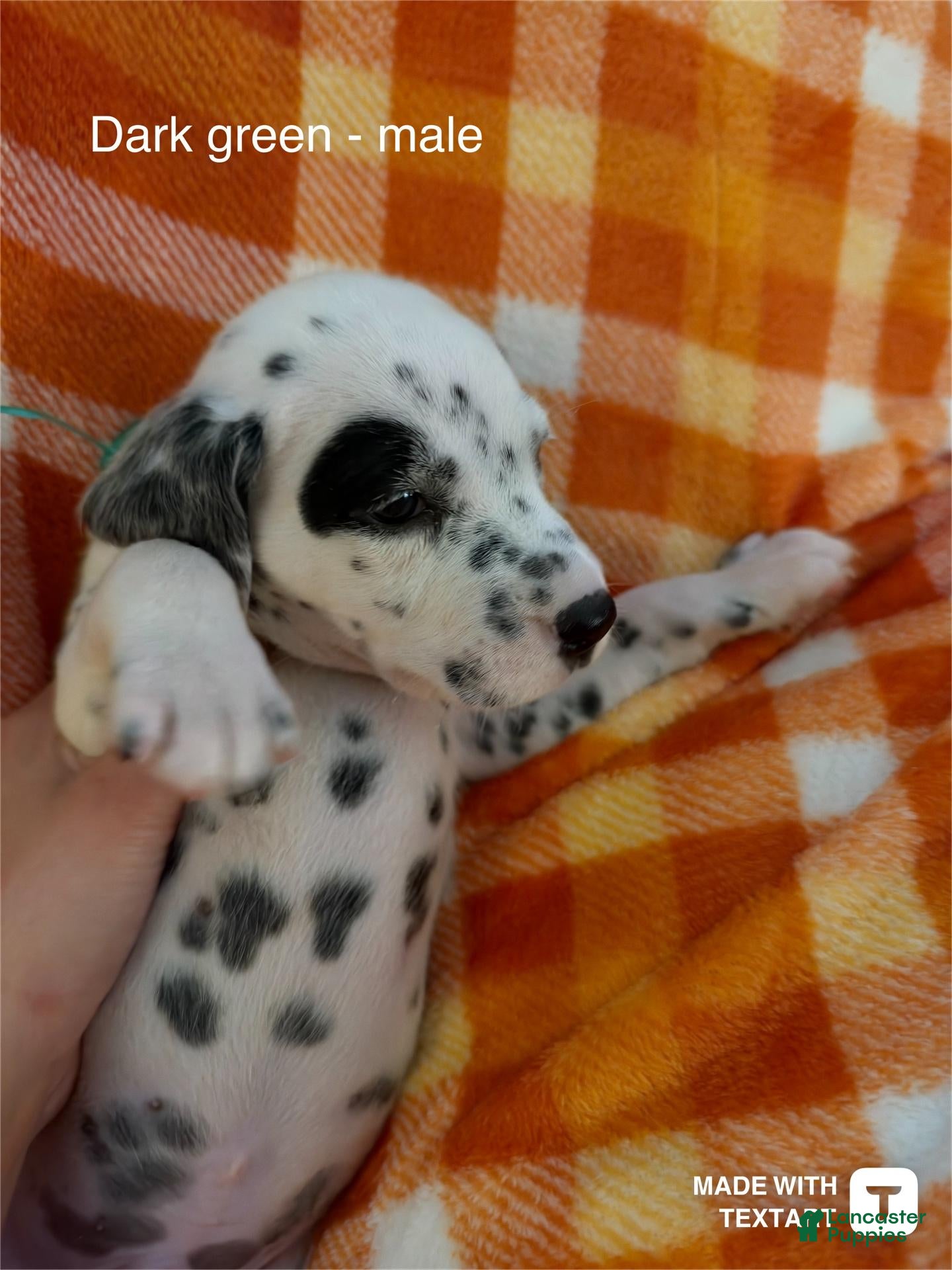 Dalmatian dogs Dark green - Ad 34