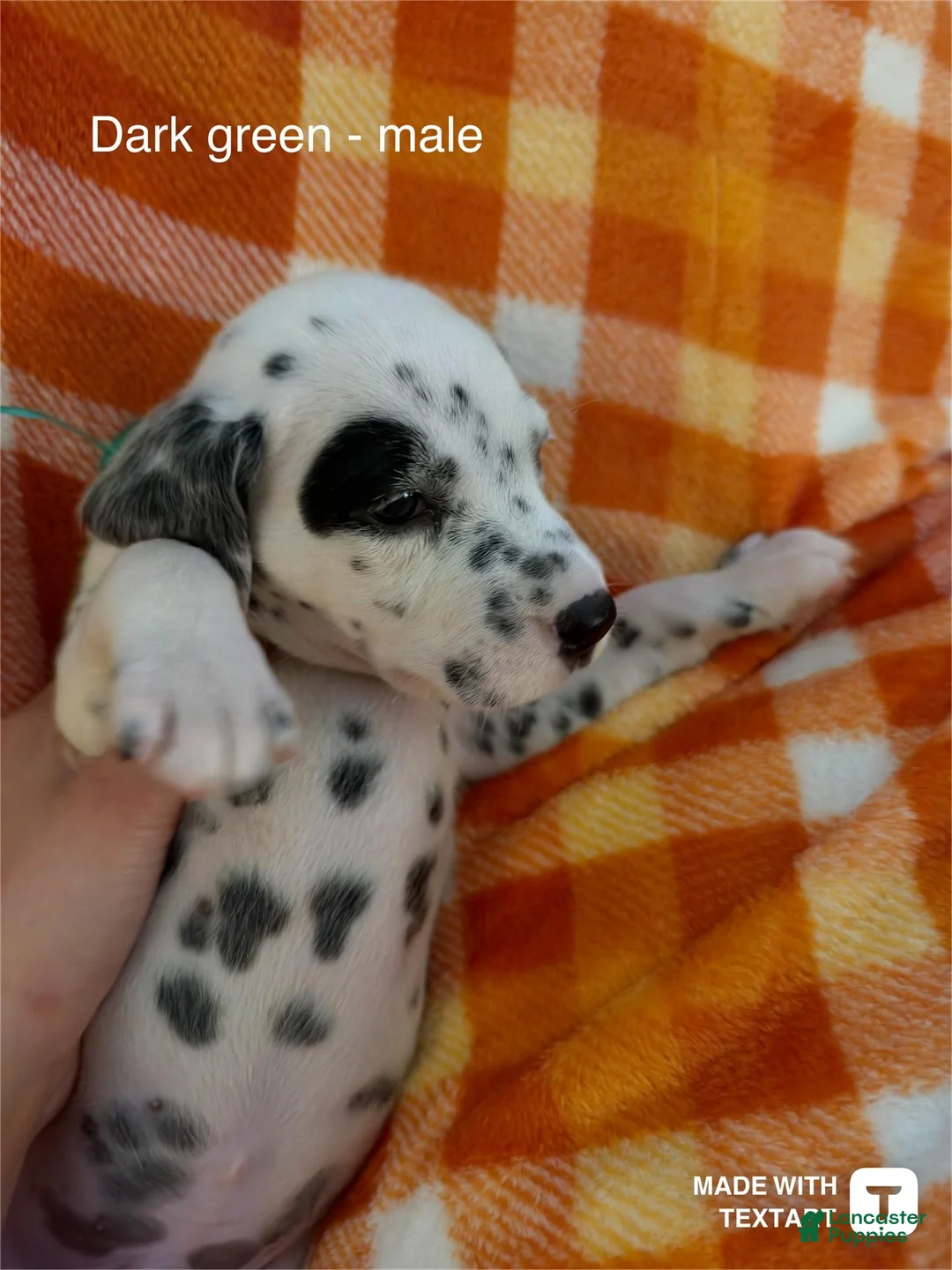Dalmatian dogs for sale: Dark green - Ad 1
