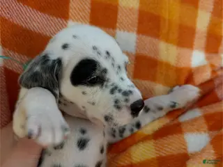 Dalmatian dogs Dark green - Ad 34
