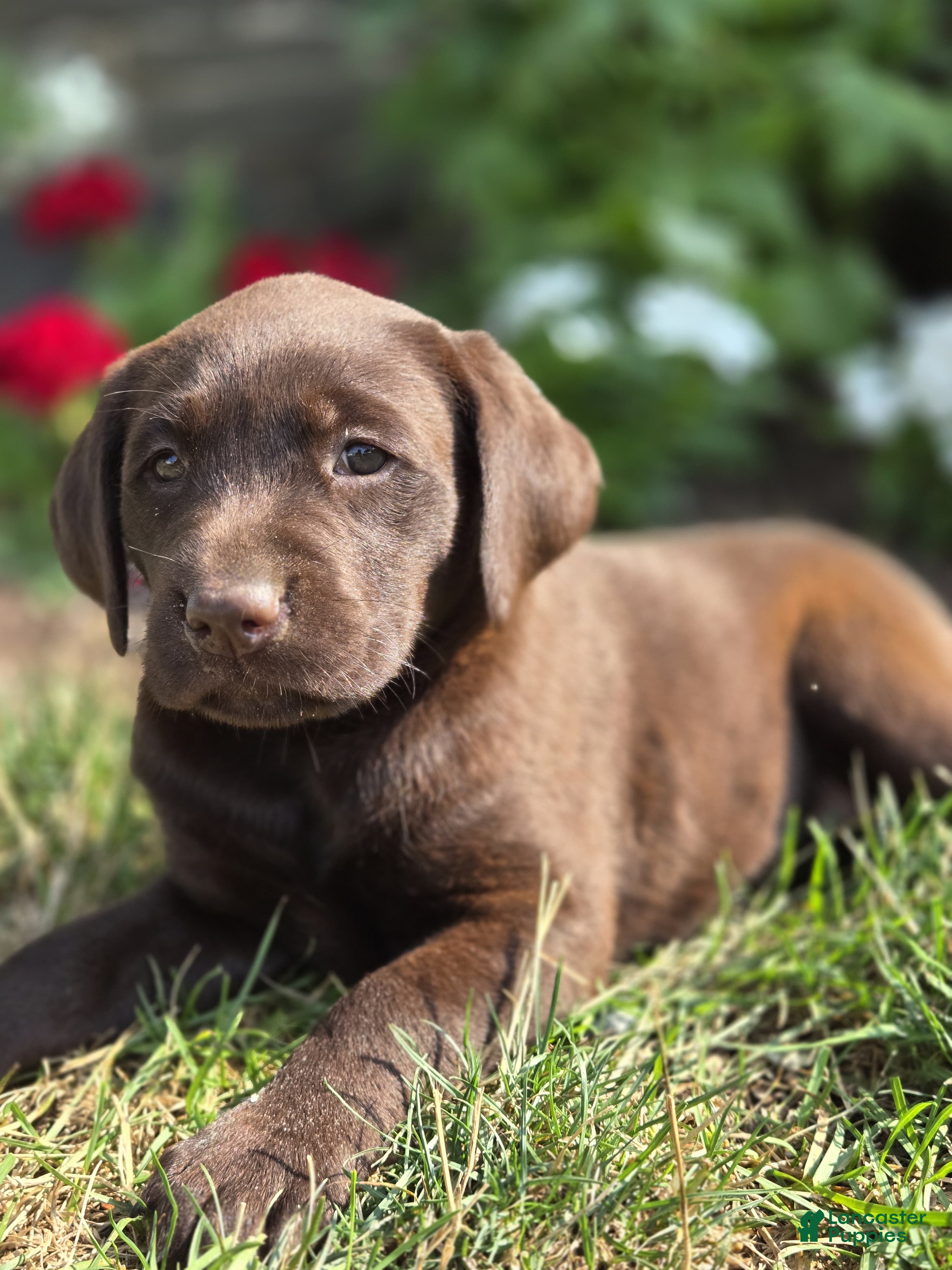 Labrador Retriever dogs Annabelle  - Ad 2