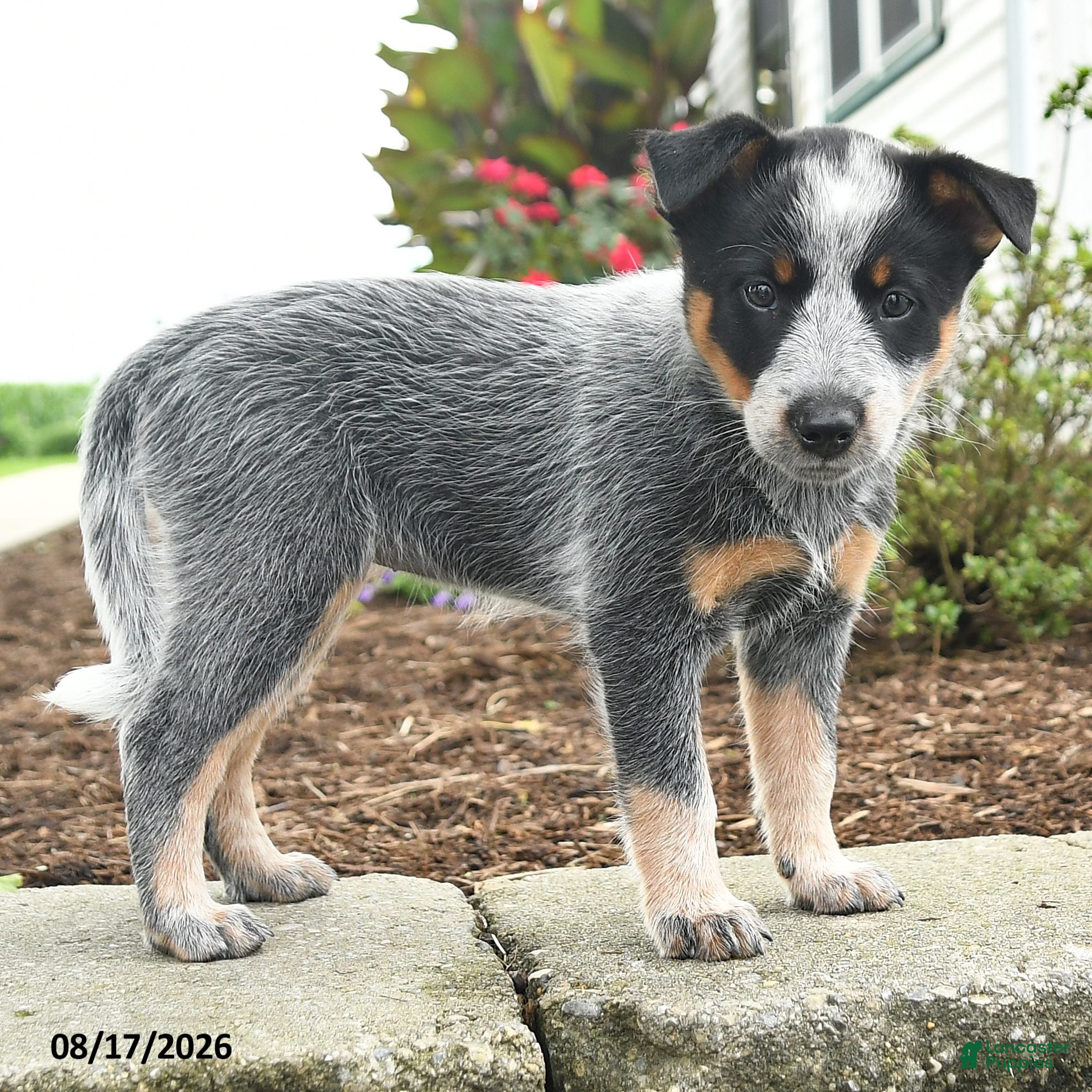 Australian Cattle Dog dogs Fay - Ad 2