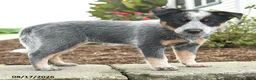 Australian Cattle Dog dogs for sale: Fay - Ad 2