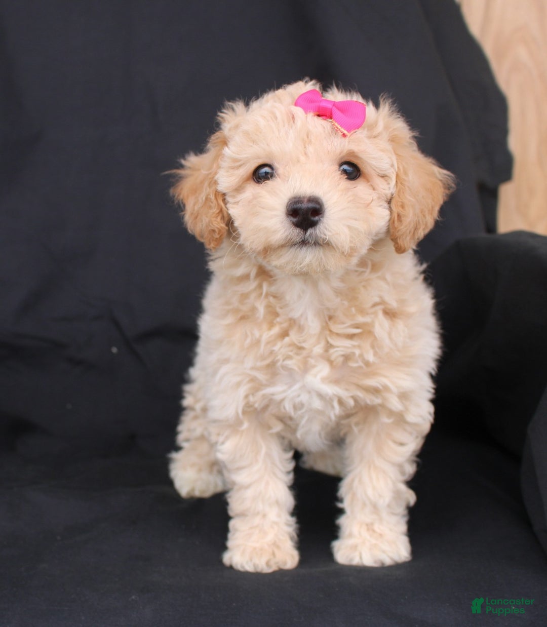 Bichpoo dogs for sale: Penny - Ad 7