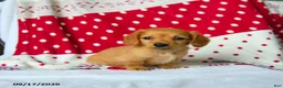 Miniature Dachshund dogs for sale: Cinnamon - Ad 2