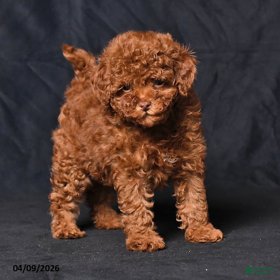 Toy Poodle dogs Wiggles - Ad 2