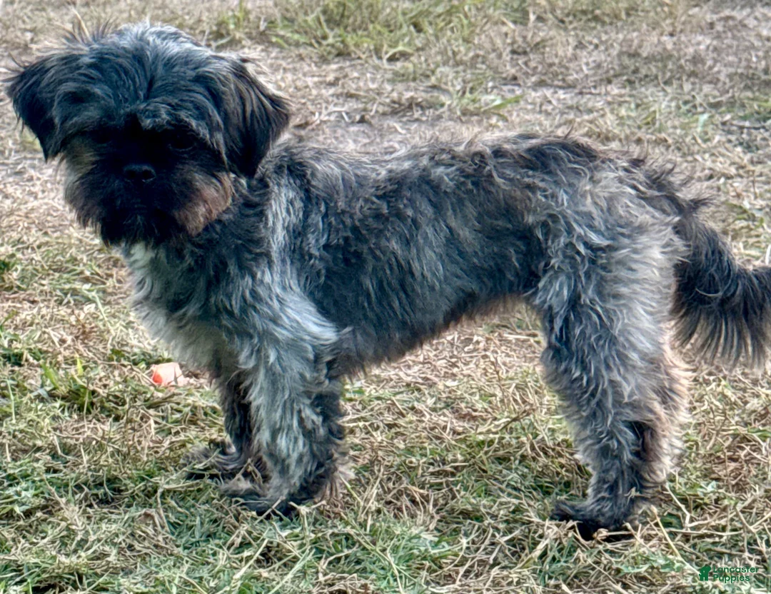 Shih Tzu dogs for sale: Shih Tzu Puppy 1 - Ad 2