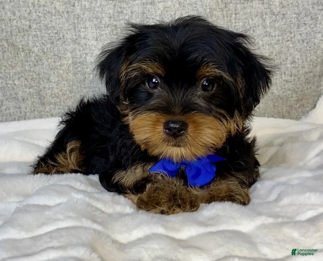 Yorkshire Terrier dogs for sale: Hunter - Ad 5
