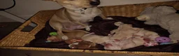 Mixed Breed dogs for sale:  Gordito - Ad 1