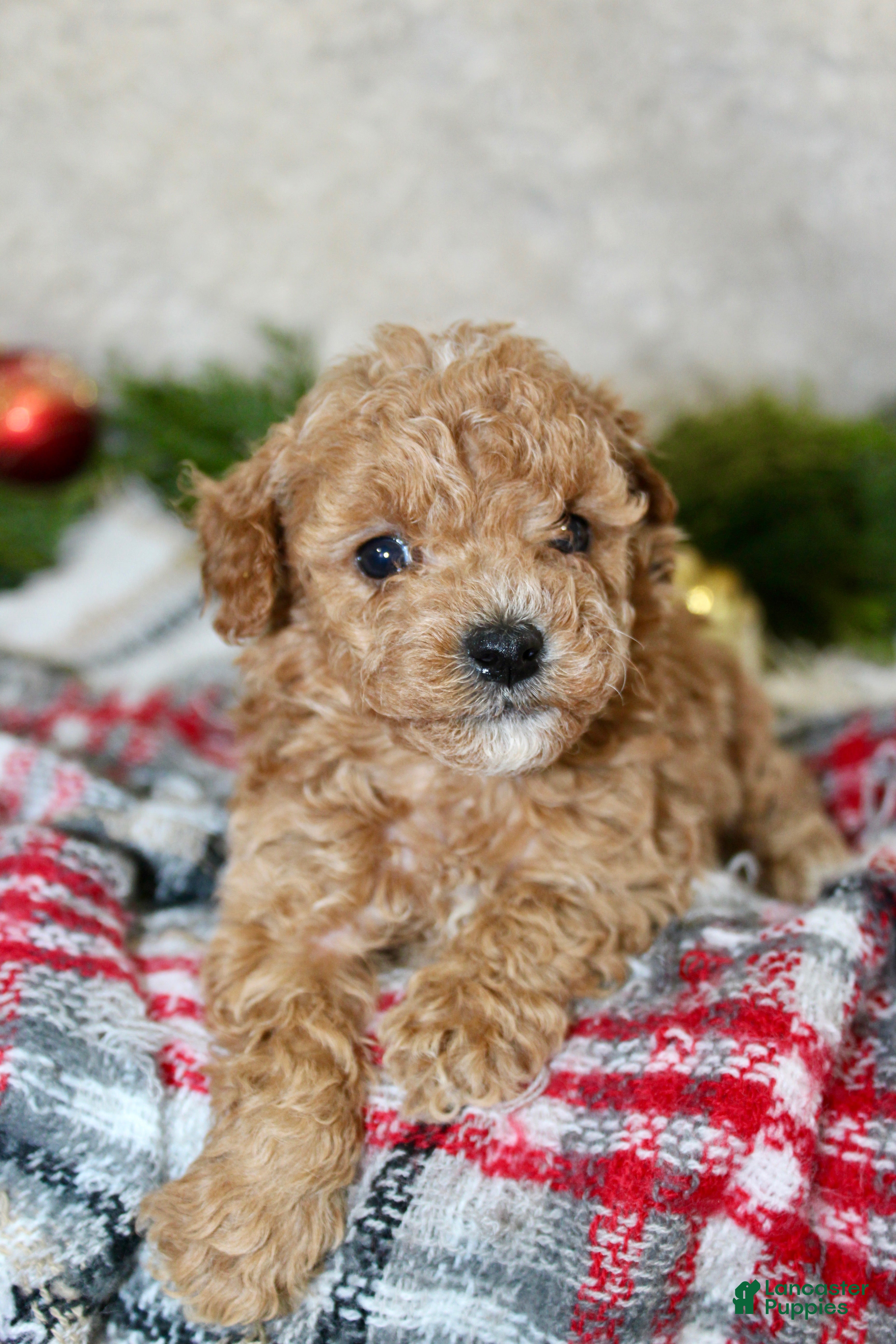 Cavapoo dogs Cavapoo Puppy 3 - Ad 2
