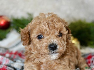 Cavapoo dogs Cavapoo Puppy 3 - Ad 2