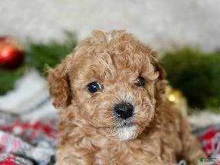 Cavapoo dogs Cavapoo Puppy 3 - Ad 29