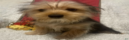 Yorkshire Terrier dogs for sale: Sammy - Ad 1