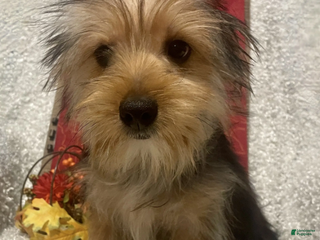 Yorkshire Terrier dogs Sammy - Ad 13