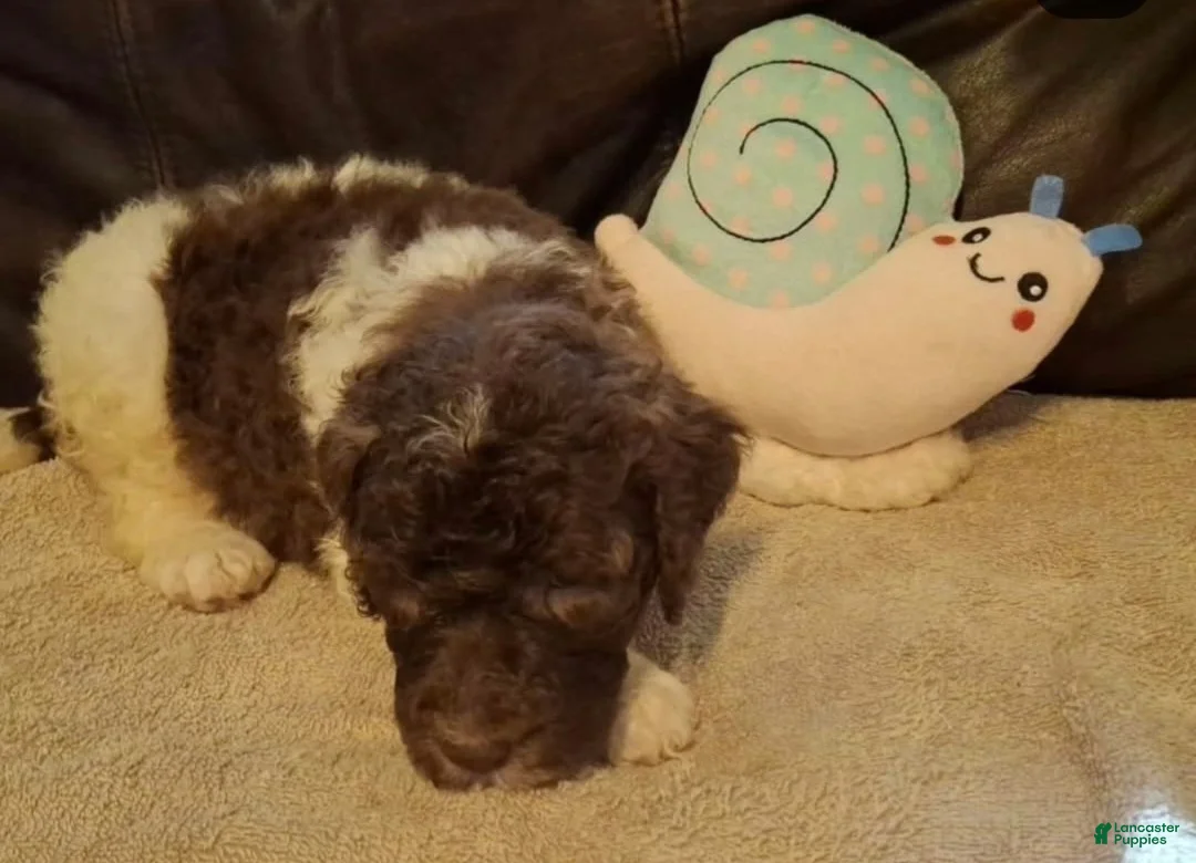 Labradoodle dogs for sale: Holly-CRATE & POTTY trained - Ad 5