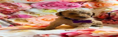 Miniature Poodle Puppy 6
