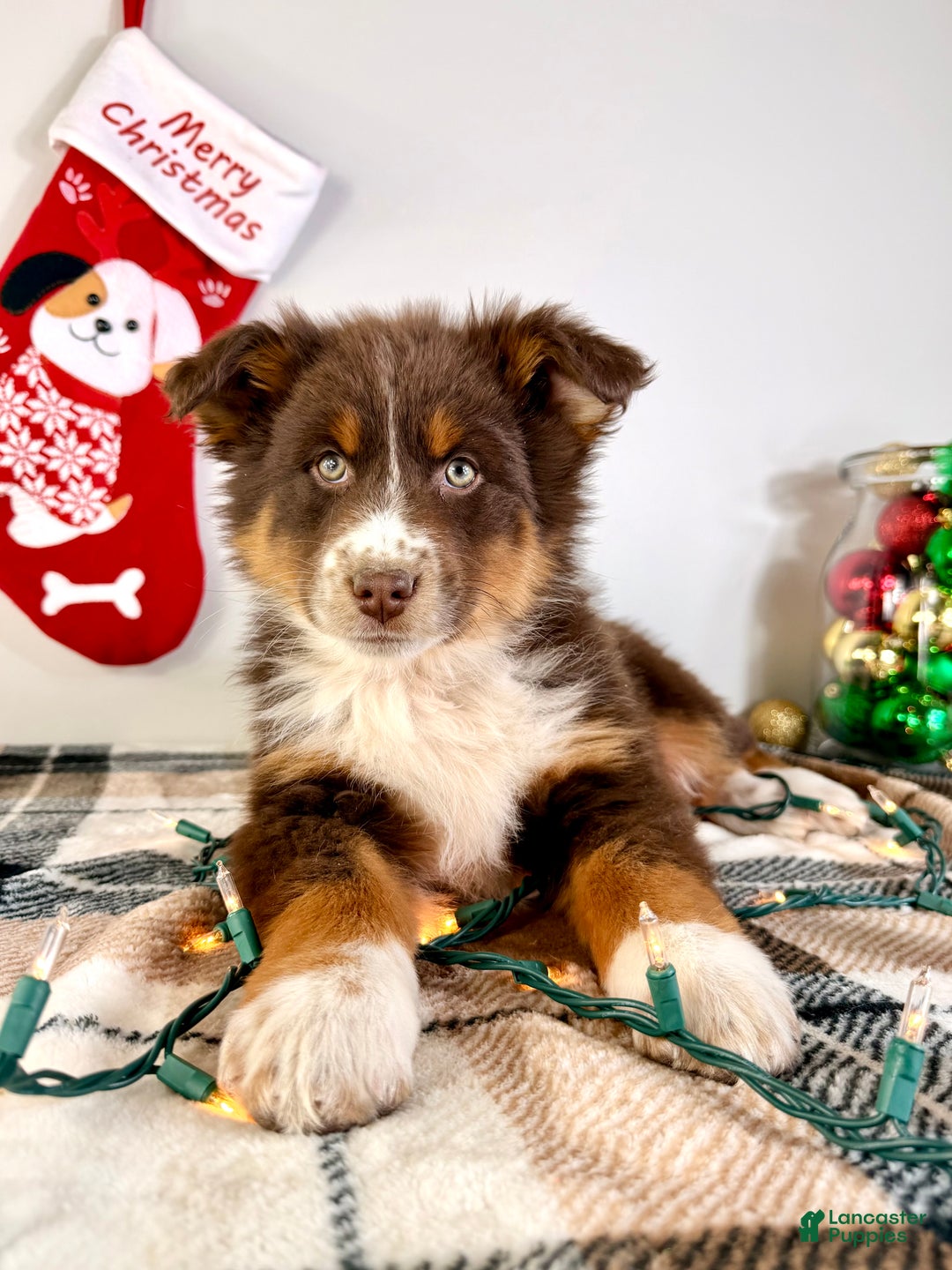 Australian Shepherd dogs for sale: Andy - Ad 1