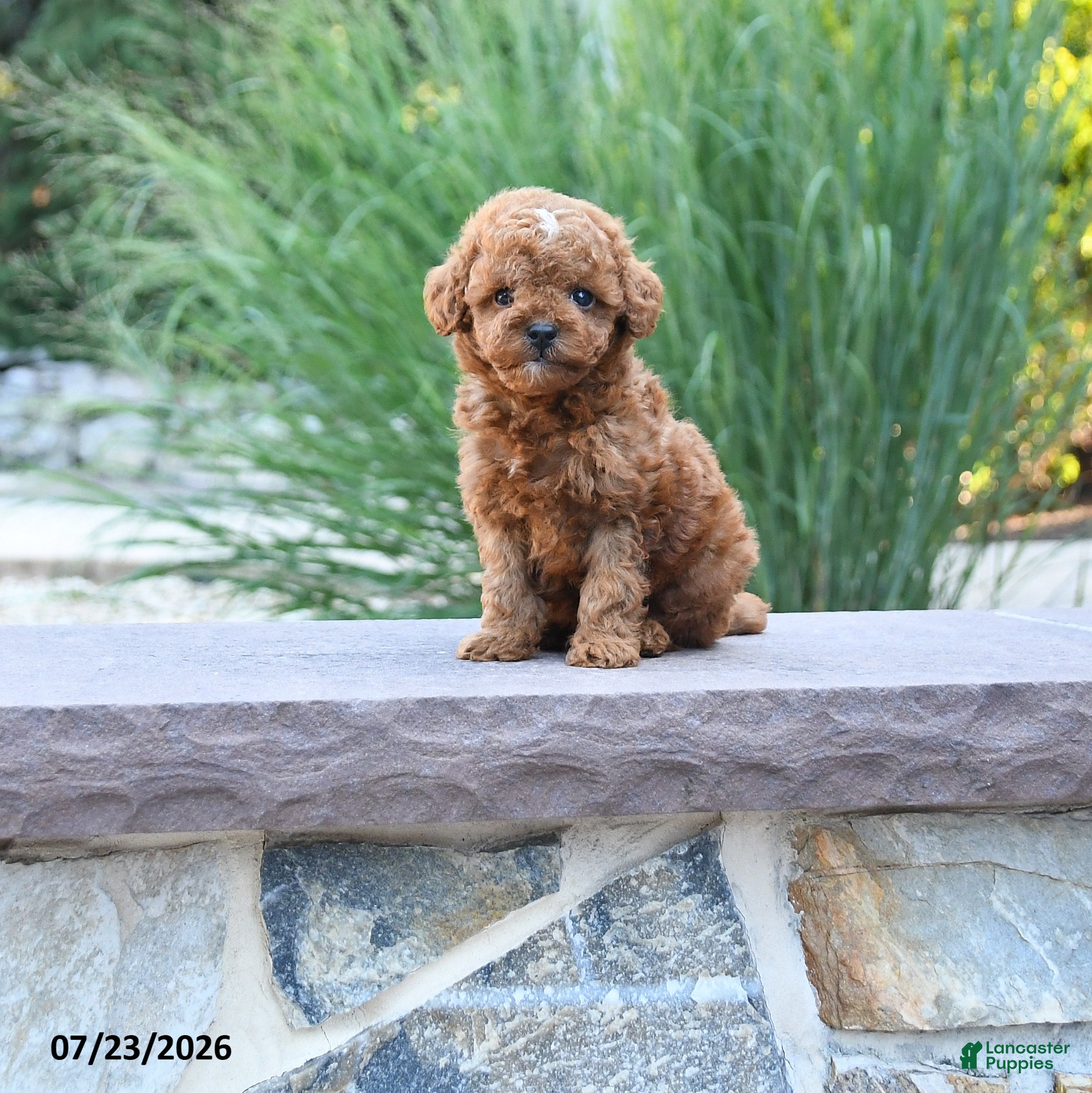 Toy Poodle dogs Tiny Laker - Ad 1