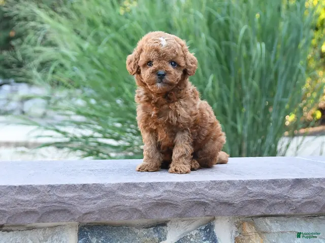 Toy Poodle dogs for sale: Tiny Laker - Ad 2