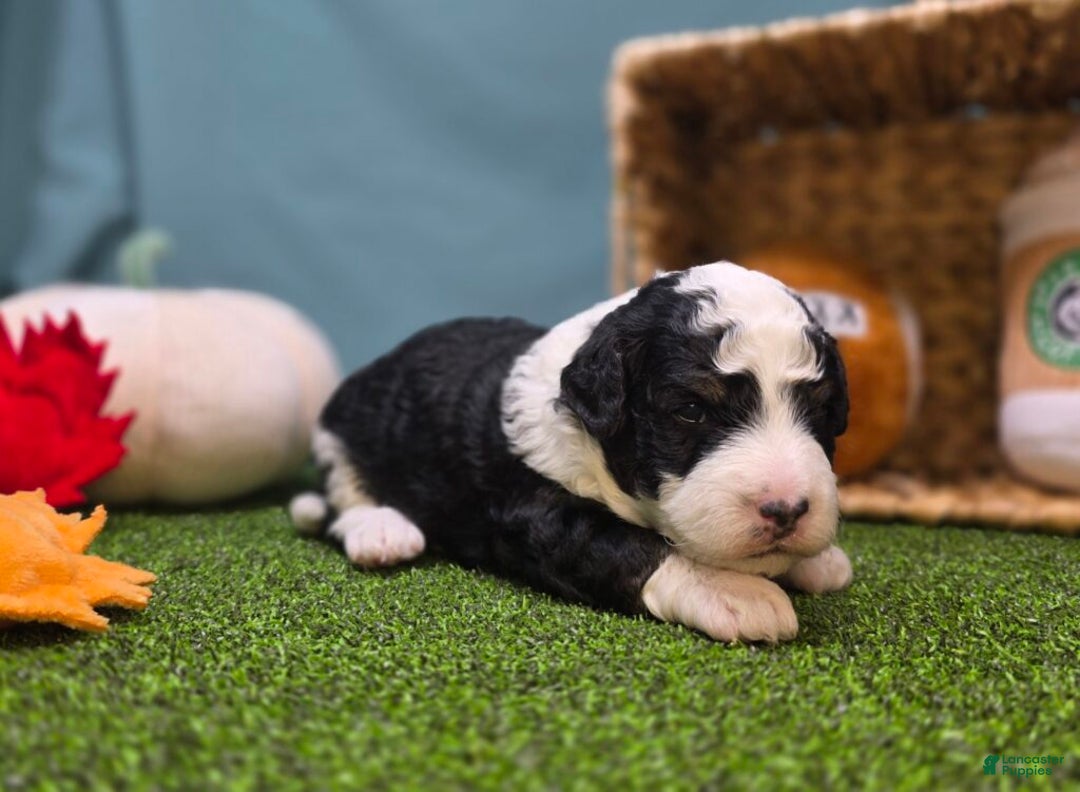 Mini Bernedoodle dogs for sale: Montley - Ad 4