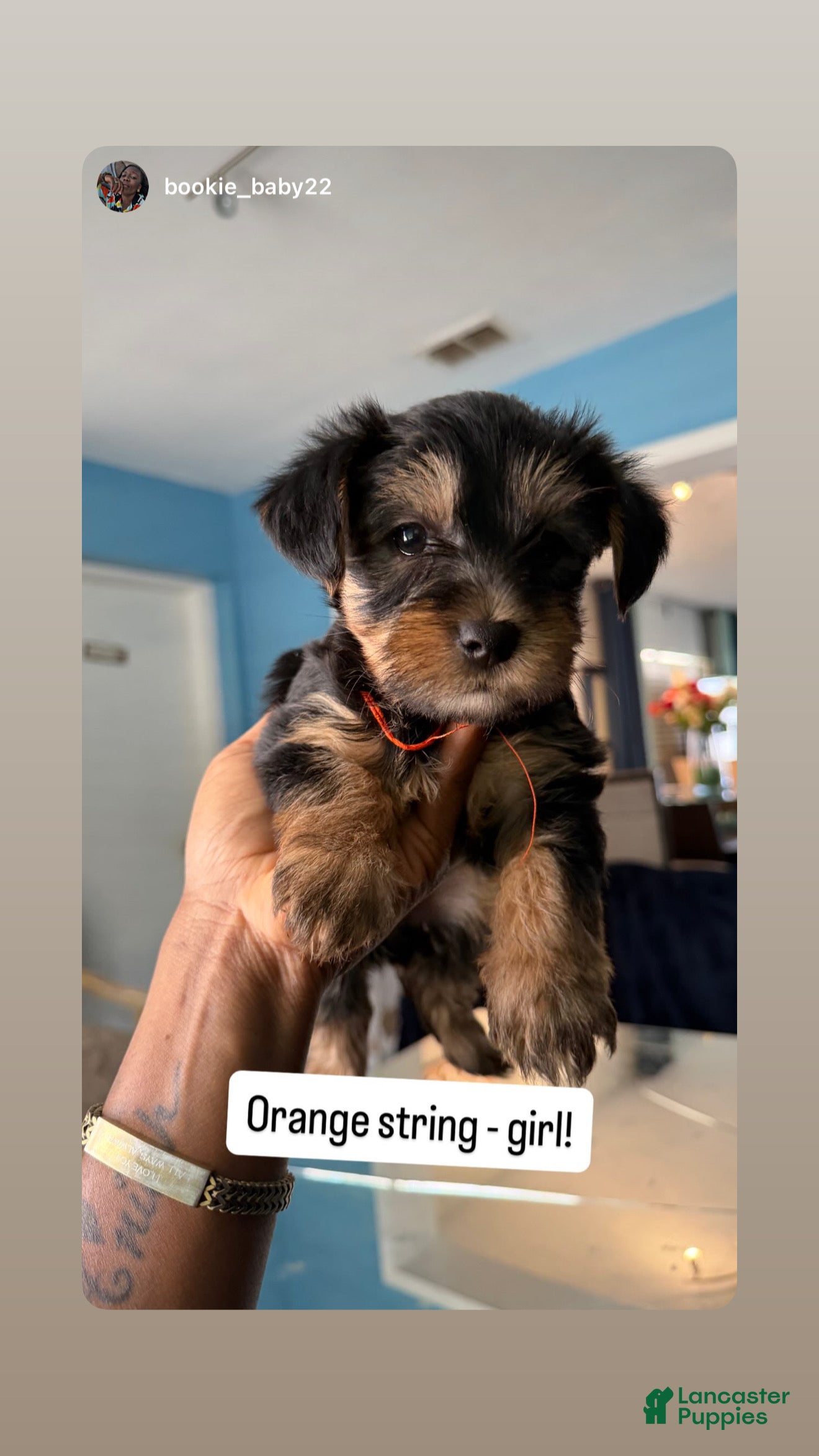 Yorkshire Terrier dogs Yorkshire Terrier Puppy 2 - Ad 21