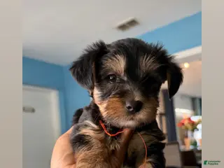 Yorkshire Terrier dogs Yorkshire Terrier Puppy 2 - Ad 34