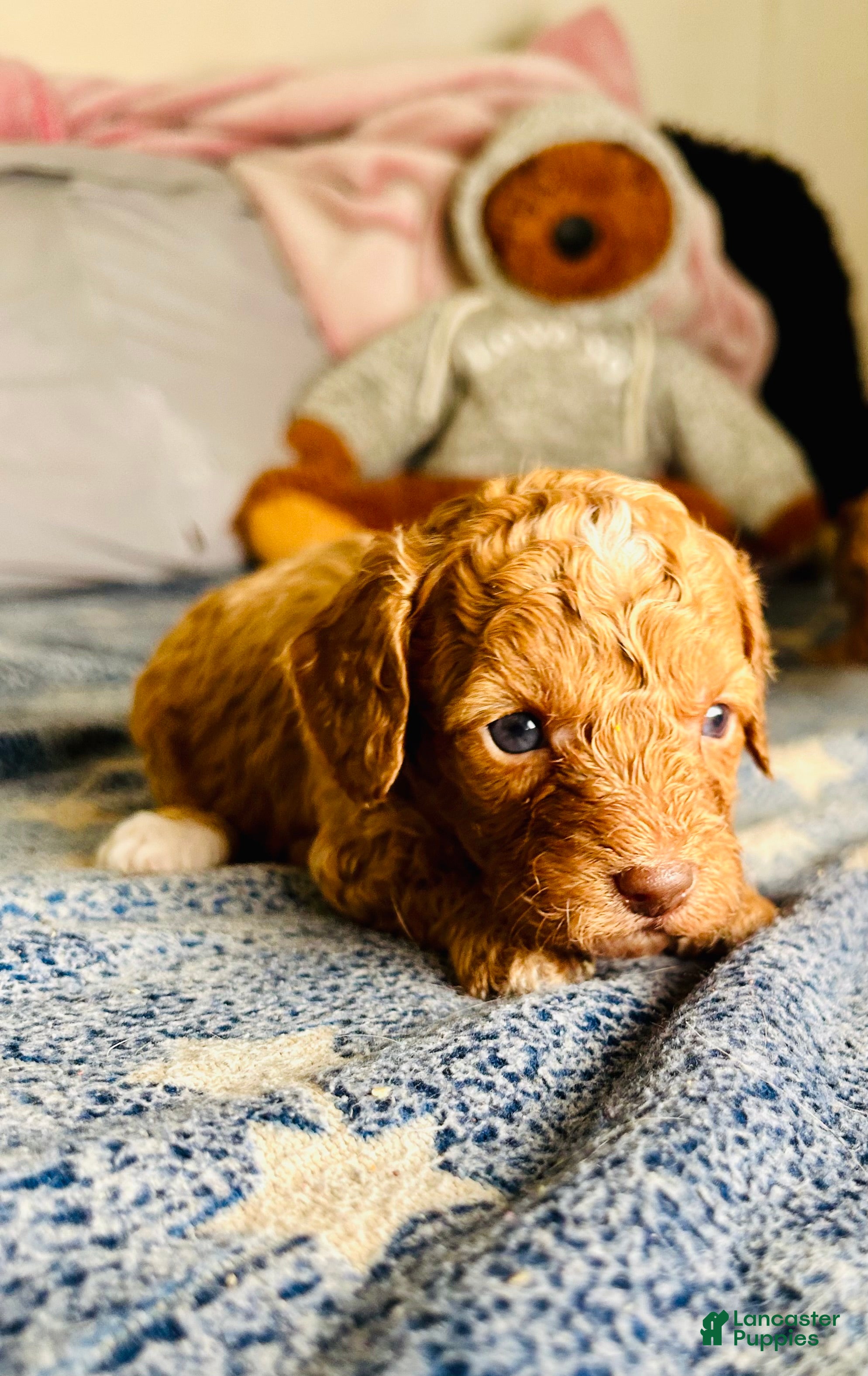 Cavapoo dogs Atlas - Ad 6