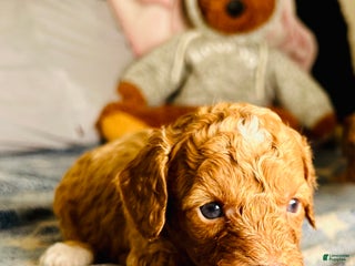 Cavapoo dogs Atlas - Ad 8