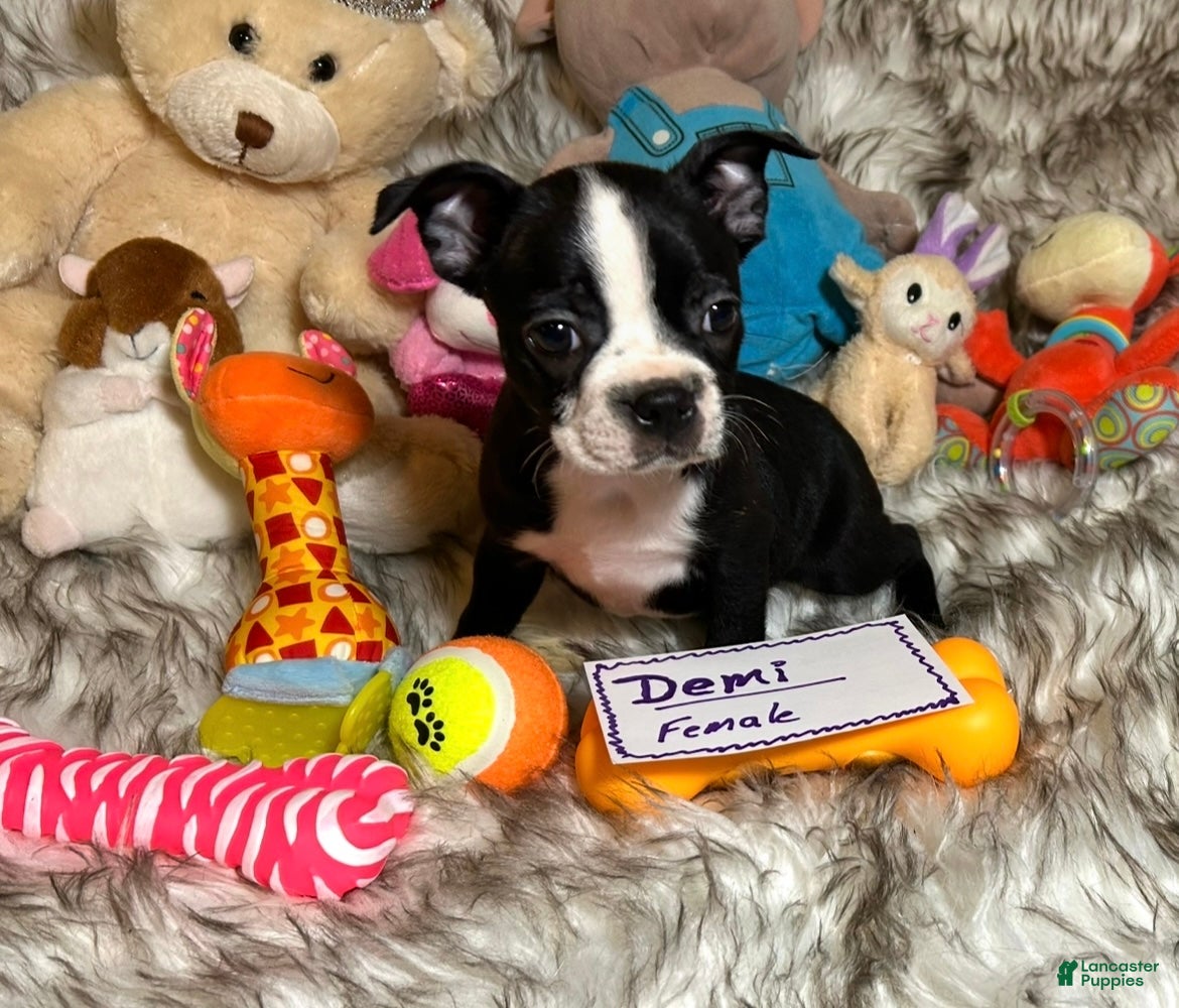 Boston Terrier dogs  Demi - Ad 1