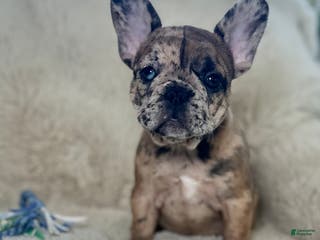 French Bulldog dogs Giselle - Ad 11