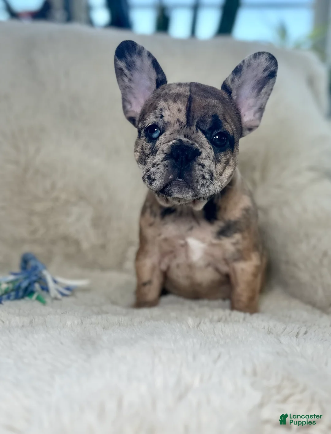 French Bulldog dogs for sale: Giselle - Ad 1