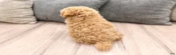 Miniature Poodle dogs for sale: Copper - Ad 4